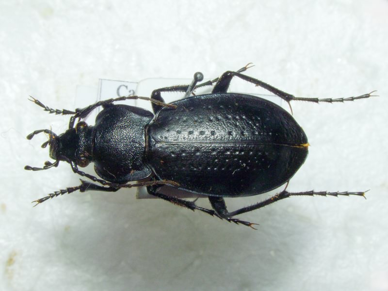 Carabus hungaricus scythus Motschulsky, 1847